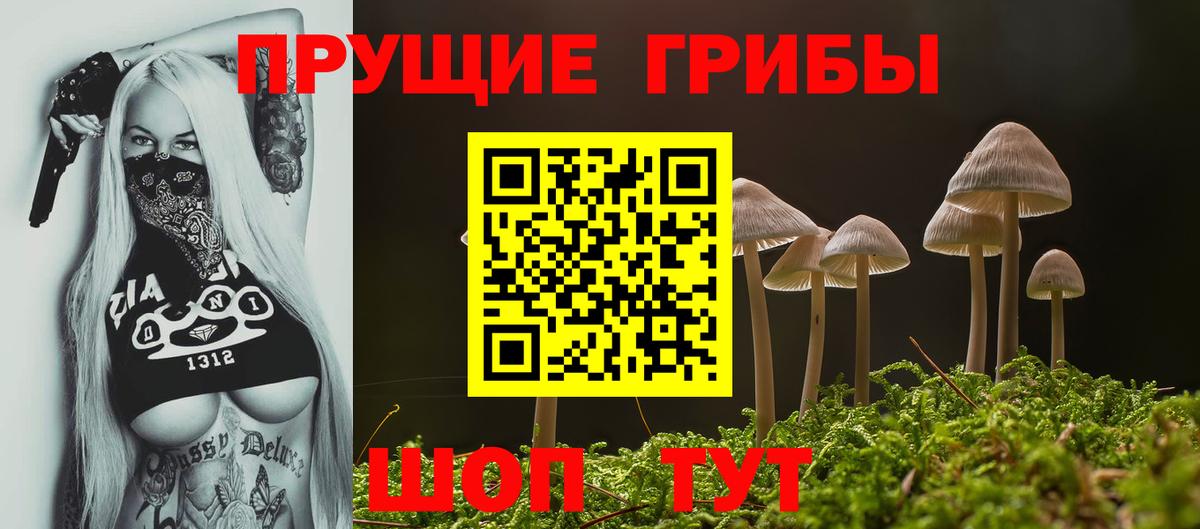 Галлюциногенные грибы Psilocybe Минусинск